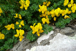 Hornut tyriltunga / Lotus corniculautus L. 