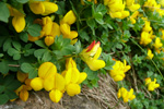 Hornut tyriltunga / Lotus corniculautus L. 