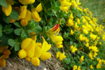 Hornut tyriltunga / Lotus corniculautus L. 