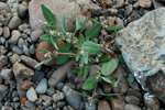 Fjørurímbløðka / Atriplex glabriuscula