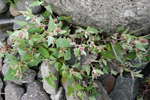 Fjørurímbløðka / Atriplex glabriuscula