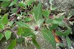 Fjørurímbløðka / Atriplex glabriuscula