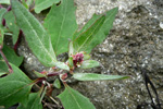 Fjørurímbløðka / Atriplex glabriuscula