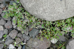 Fjørurímbløðka / Atriplex glabriuscula