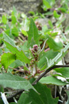 Fjørurímbløðka / Atriplex glabriuscula