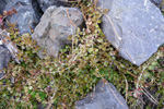 Epilobium komarovianum s.l