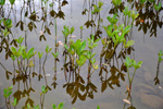 Tríblaðað bukkablað / Menyanthes trifoliata L.