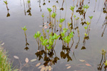 Tríblaðað bukkablað / Menyanthes trifoliata L.