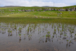 Tríblaðað bukkablað / Menyanthes trifoliata L.