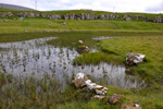 Tríblaðað bukkablað / Menyanthes trifoliata L.