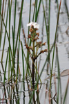 Tríblaðað bukkablað / Menyanthes trifoliata L.