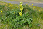 Bakkasløkja / Angelica sylvestris L.