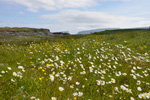 Mølheyggjarnir, Sandoy 02.07.2011