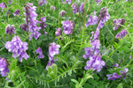 Skrykkjukrøkja / Vicia cracca L. 