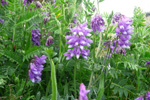 Skrykkjukrøkja / Vicia cracca L. 