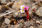 Sanddeyda / Sedum villosum