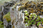 Tálgarsteinbrá / Galium saxatile L.