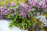 Skaldabrobber / Thymus praecox