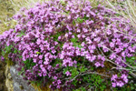 Skaldabrobber / Thymus praecox