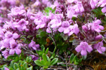 Skaldabrobber / Thymus praecox