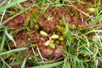 Rundblaðað sóldøgg / Drosera rotundifolia