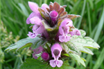 Millumpartatvítonn / Lamium molucellifolium Fries