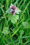 Millumpartatvítonn / Lamium molucellifolium Fries