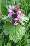 Millumpartatvítonn / Lamium molucellifolium Fries