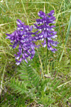 Skrykkjukrøkja / Vicia cracca L. Sandoy 2011.