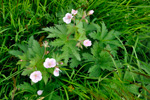 Ljósareytt litingarsortugras / Geranium sylvaticum