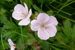 Ljósareytt litingarsortugras / Geranium sylvaticum