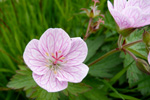 Ljósareytt litingarsortugras / Geranium sylvaticum