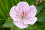 Ljósareytt litingarsortugras / Geranium sylvaticum