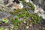 Urtapílur / Salix herbacea