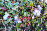 Urtapílur / Salix herbacea