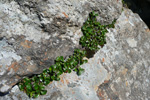 Urtapílur / Salix herbacea