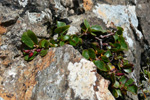 Urtapílur / Salix herbacea