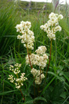 Atamjaðarurt / Filipendula ulmaria L. Maxim