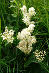 Atamjaðarurt / Filipendula ulmaria L. Maxim