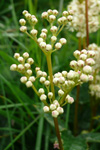 Atamjaðarurt / Filipendula ulmaria L. Maxim