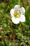 Fjallasteinbrot / Saxifraga cespitosa