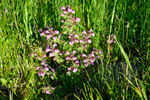 Lúsaórøkja / Pedicularis palustris