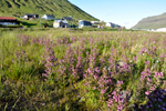 Lúsaórøkja / Pedicularis palustris