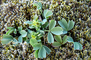 Krýkin fjallasmæra / Sibbaldia procumbens L.