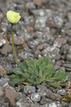 Rótmikil dreymsólja / Papaver radicatum Rottb.