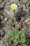 Rótmikil dreymsólja / Papaver radicatum Rottb.