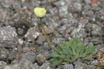 Rótmikil dreymsólja / Papaver radicatum Rottb.