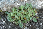 Rótmikil dreymsólja / Papaver radicatum Rottb.