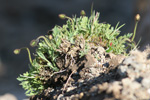 Rótmikil dreymsólja / Papaver radicatum Rottb.