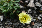 Rótmikil dreymsólja / Papaver radicatum Rottb.